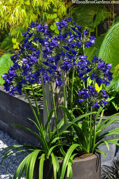 Everpanthus Midnight Sky Agapanthus (Lily Of The Nile) - 3 Gallon Pot