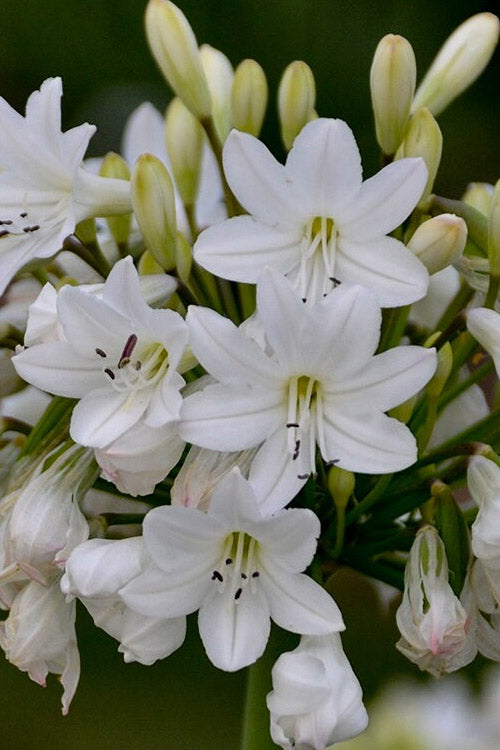  Galaxy White Cold Hardy Agapanthus (Lily Of The Nile) - 1 Gallon Pot