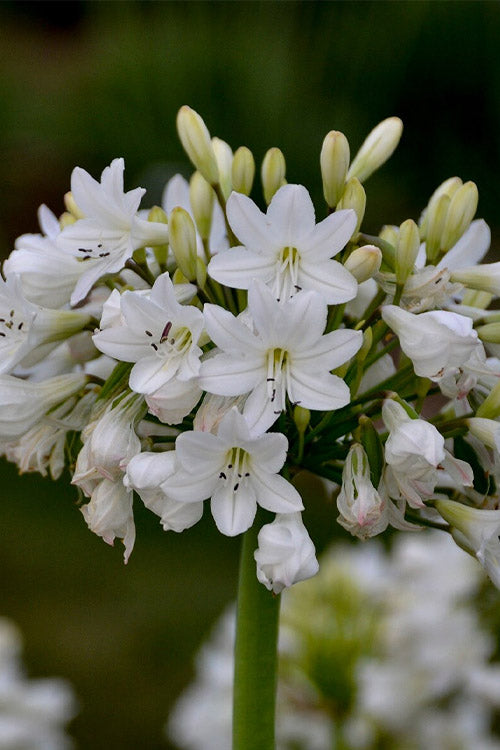  Galaxy White Cold Hardy Agapanthus (Lily Of The Nile) - 1 Gallon Pot