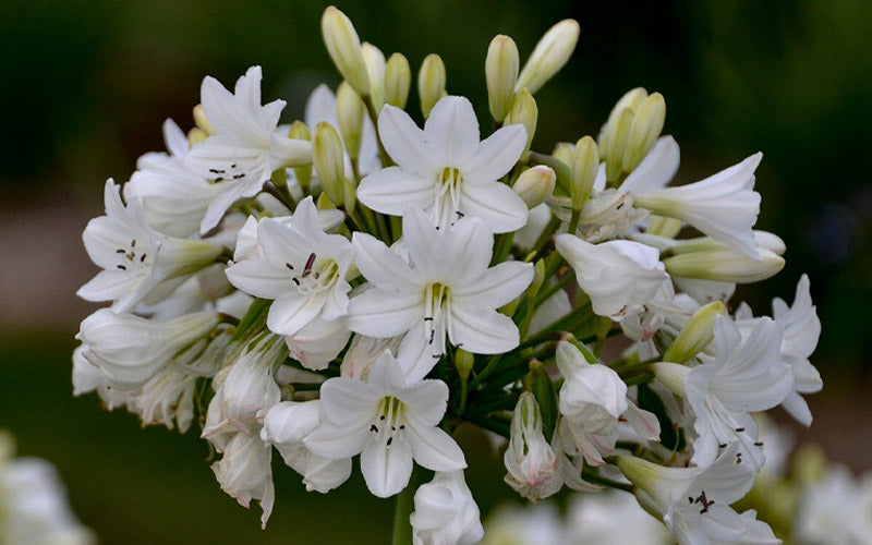  Galaxy White Cold Hardy Agapanthus (Lily Of The Nile) - 1 Gallon Pot