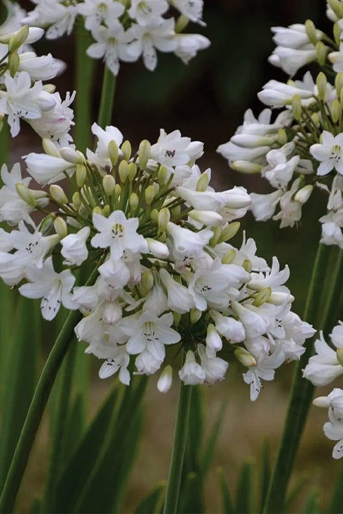  Galaxy White Cold Hardy Agapanthus (Lily Of The Nile) - 1 Gallon Pot