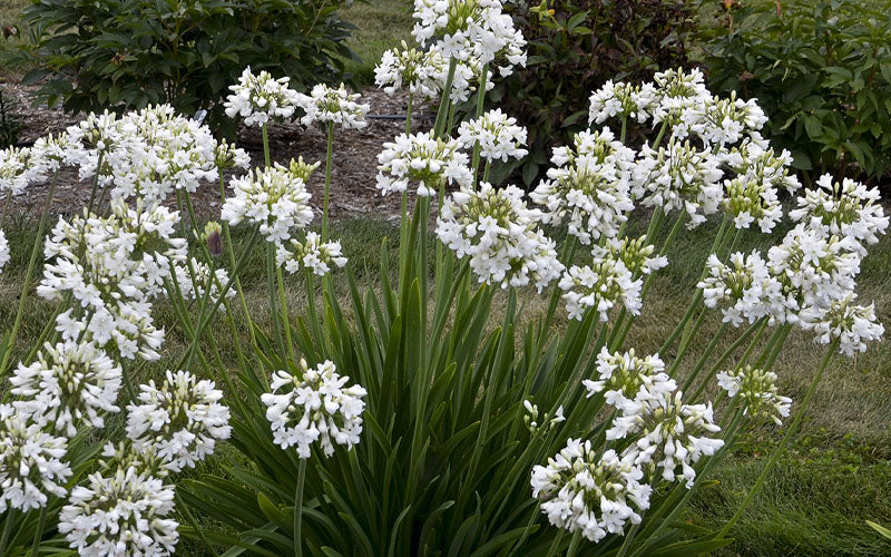  Galaxy White Cold Hardy Agapanthus (Lily Of The Nile) - 1 Gallon Pot