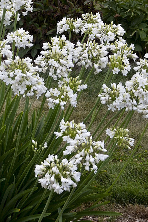  Galaxy White Cold Hardy Agapanthus (Lily Of The Nile) - 1 Gallon Pot