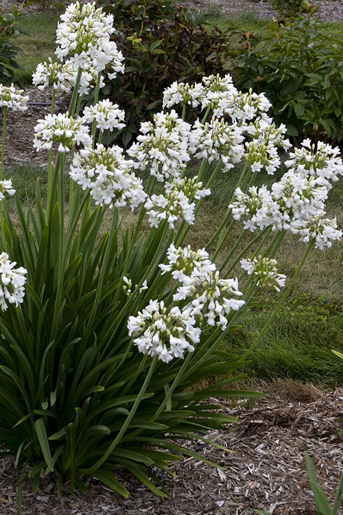  Galaxy White Cold Hardy Agapanthus (Lily Of The Nile) - 1 Gallon Pot