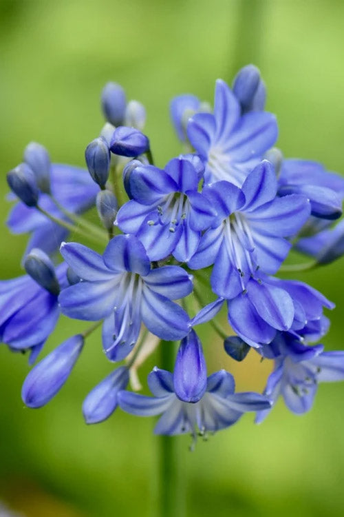  Little Galaxy Agapanthus (Lily Of The Nile) - 1 Gallon Pot