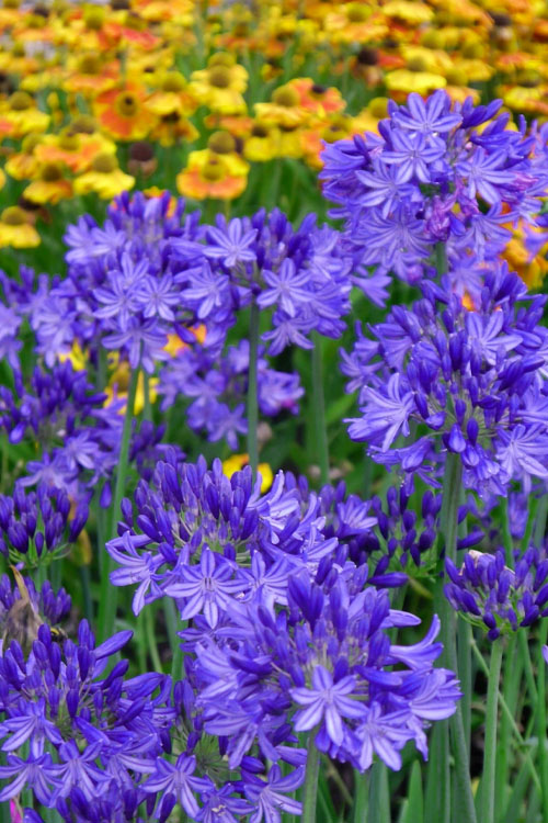  Northern Star Cold Hardy Agapanthus (Lily Of The Nile) - 6 Pack Of 1 Gallon Pots