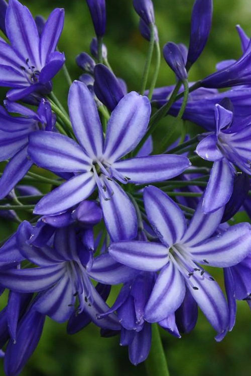  Northern Star Cold Hardy Agapanthus (Lily Of The Nile) - 2 Gallon Pot
