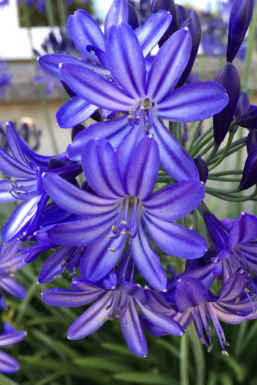  Northern Star Cold Hardy Agapanthus (Lily Of The Nile) - 2 Gallon Pot