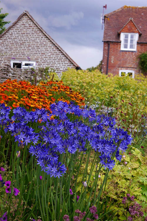  Northern Star Cold Hardy Agapanthus (Lily Of The Nile) - 6 Pack Of 1 Gallon Pots