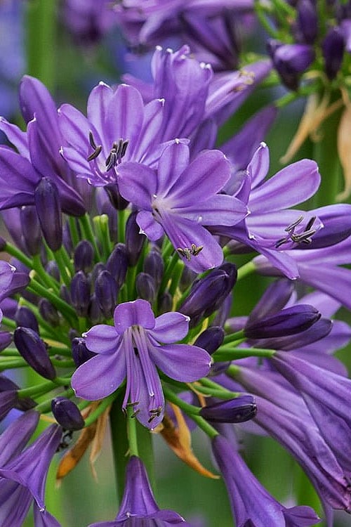  Purple Delight Agapanthus (Lily Of The Nile) - 2 Gallon Pot