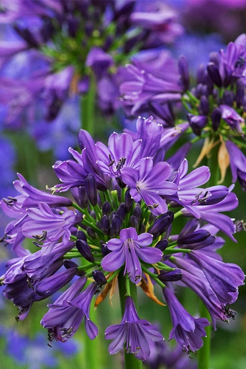  Purple Delight Agapanthus (Lily Of The Nile) - 2 Gallon Pot