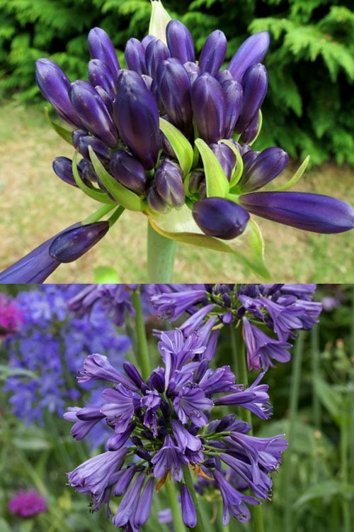  Purple Delight Agapanthus (Lily Of The Nile) - 2 Gallon Pot