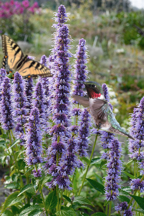  Blue Fortune Agastache (Hummingbird Mint) - 1 Gallon Pot