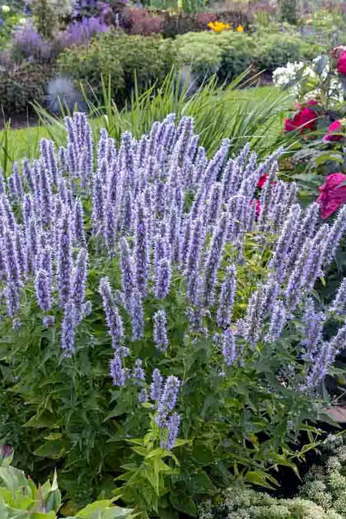 Blue Fortune Agastache (Hummingbird Mint) - 1 Gallon Pot