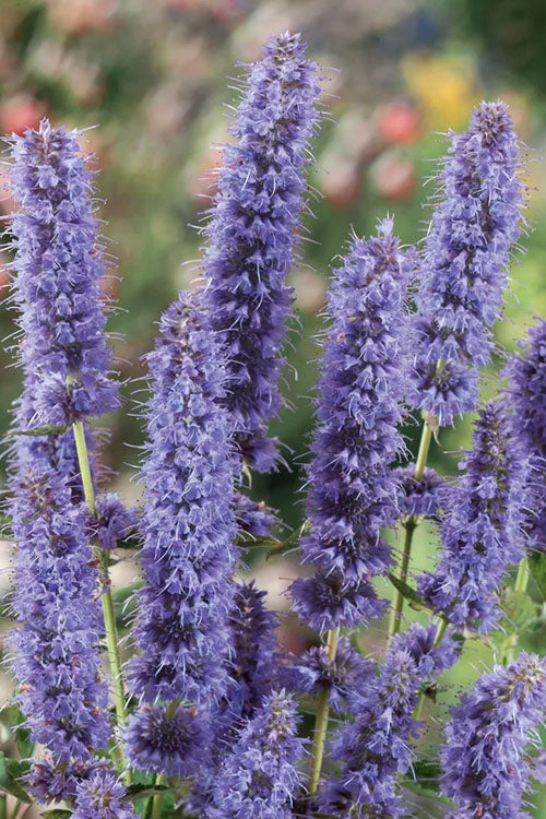  Blue Fortune Agastache (Hummingbird Mint) - 1 Gallon Pot