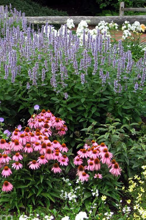  Blue Fortune Agastache (Hummingbird Mint) - 1 Gallon Pot