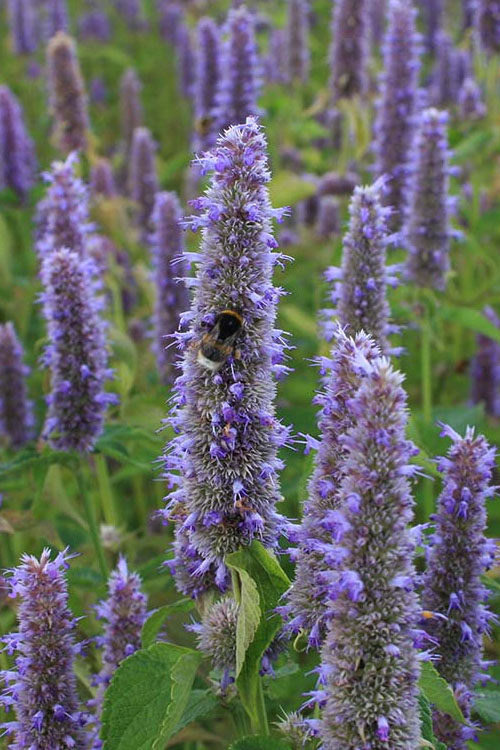  Blue Giant Hyssop (Agastache) - 1 Gallon Pot