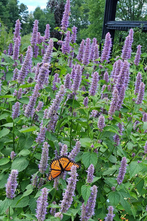  Blue Giant Hyssop (Agastache) - 1 Gallon Pot