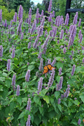  Blue Giant Hyssop (Agastache) - 1 Gallon Pot