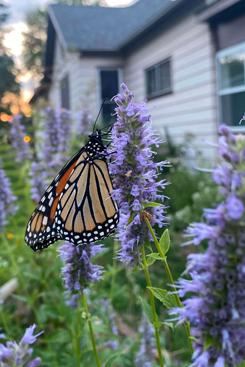  Blue Giant Hyssop (Agastache) - 1 Gallon Pot