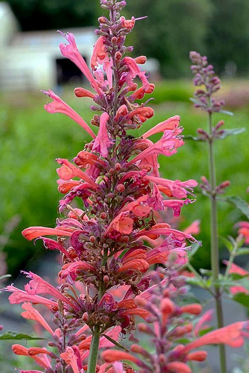  Kudos Coral Agastache (Hummingbird Mint) - 1 Gallon Pot