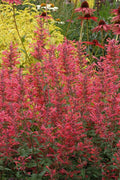  Kudos Coral Agastache (Hummingbird Mint) - 6 Pack Of 1 Gallon Pots