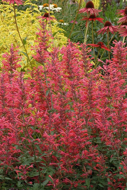  Kudos Coral Agastache (Hummingbird Mint) - 6 Pack Of 1 Gallon Pots