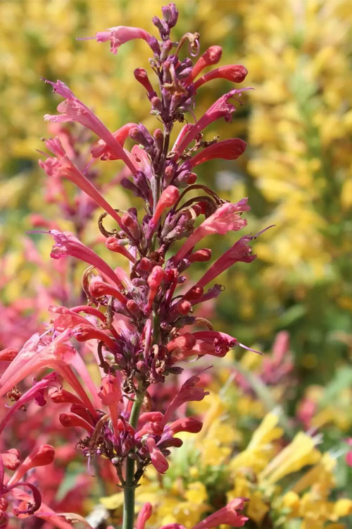  Kudos Coral Agastache (Hummingbird Mint) - 1 Gallon Pot