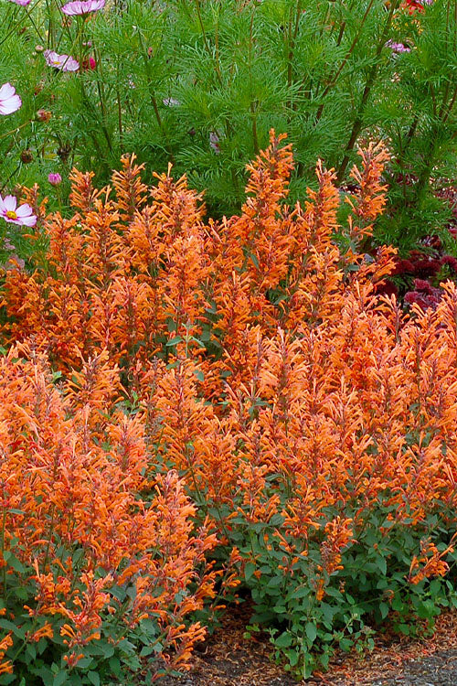  Kudos Mandarin Agastache (Hummingbird Mint) - 6 Pack Of 1 Gallon Pots