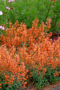  Kudos Mandarin Agastache (Hummingbird Mint) - 6 Pack Of 1 Gallon Pots