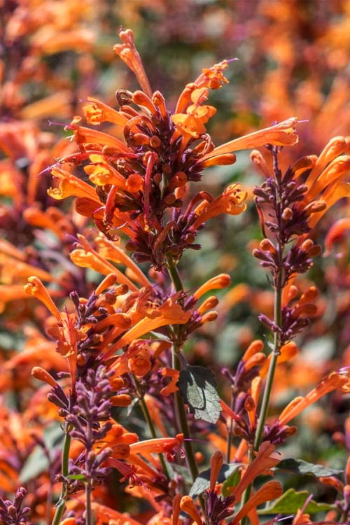  Kudos Mandarin Agastache (Hummingbird Mint) - 1 Gallon Pot