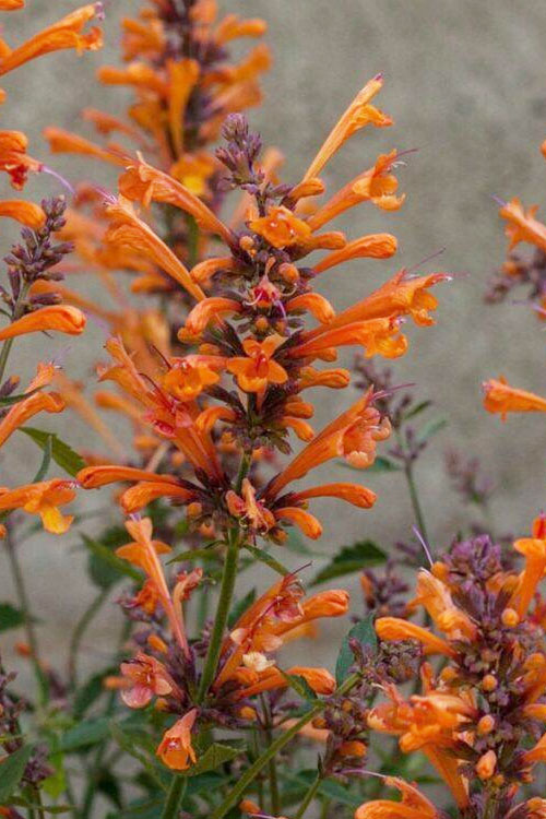  Kudos Mandarin Agastache (Hummingbird Mint) - 1 Gallon Pot