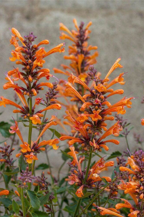  Kudos Mandarin Agastache (Hummingbird Mint) - 1 Gallon Pot