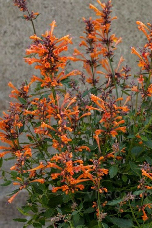  Kudos Mandarin Agastache (Hummingbird Mint) - 1 Gallon Pot