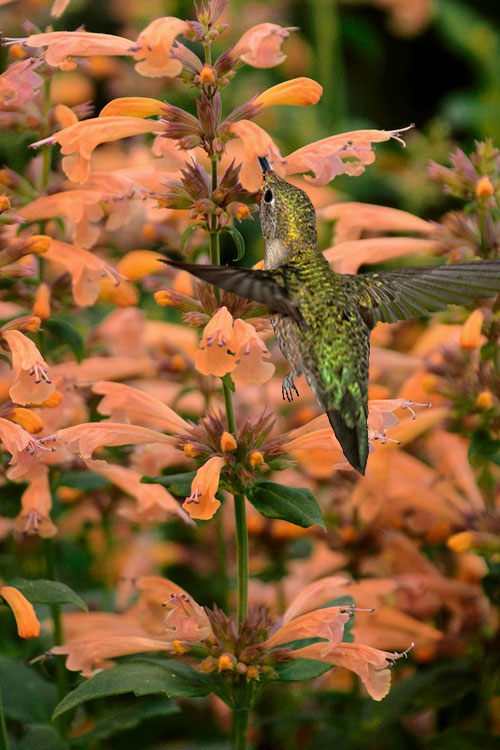  Mango Tango Agastache (Hummingbird Mint) - 10 Pack Of Quart Pots