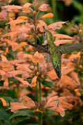  Mango Tango Agastache (Hummingbird Mint) - 10 Pack Of Quart Pots