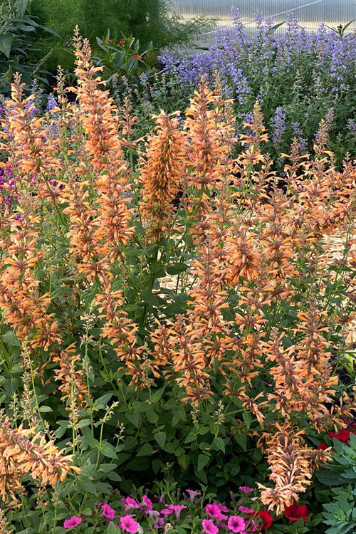  Mango Tango Agastache (Hummingbird Mint) - 10 Pack Of Quart Pots