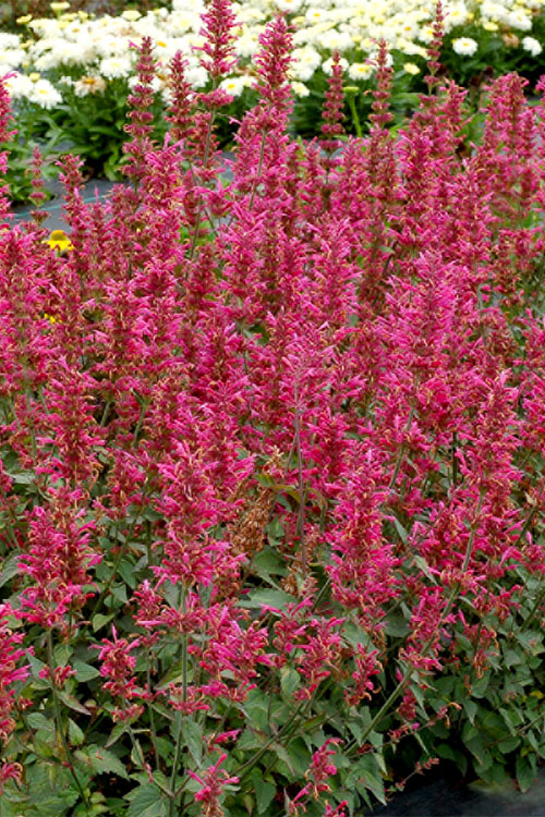  Morello Agastache (Hummingbird Mint) - 1 Gallon Pot