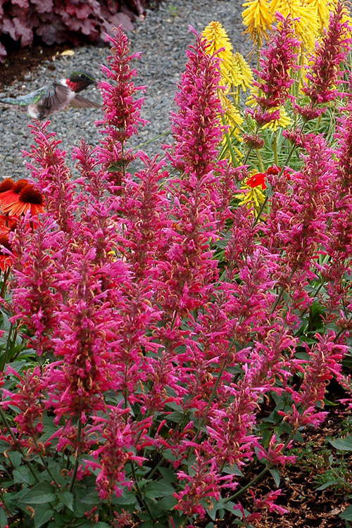  Morello Agastache (Hummingbird Mint) - 1 Gallon Pot