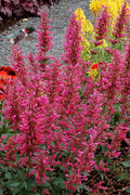  Morello Agastache (Hummingbird Mint) - 1 Gallon Pot