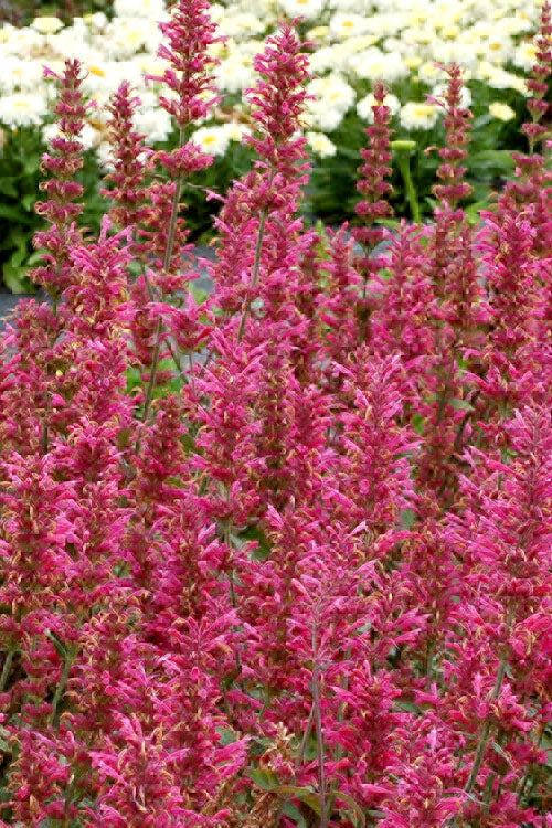  Morello Agastache (Hummingbird Mint) - 1 Gallon Pot