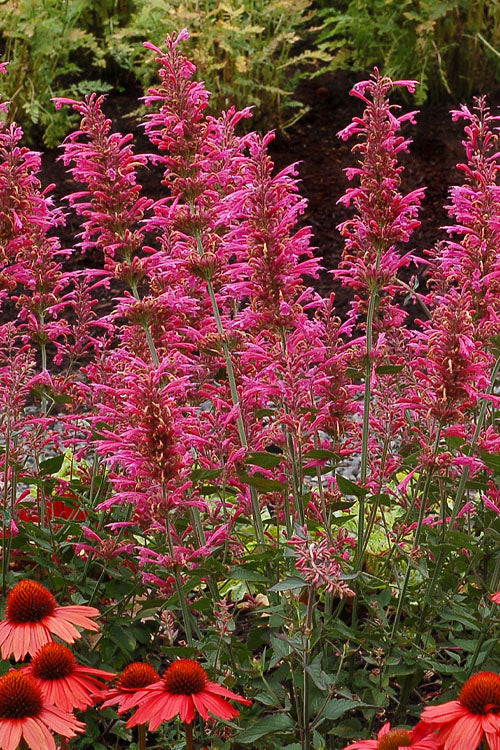  Morello Agastache (Hummingbird Mint) - 1 Gallon Pot