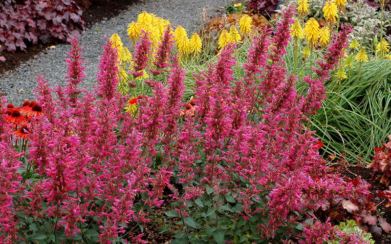  Morello Agastache (Hummingbird Mint) - 1 Gallon Pot