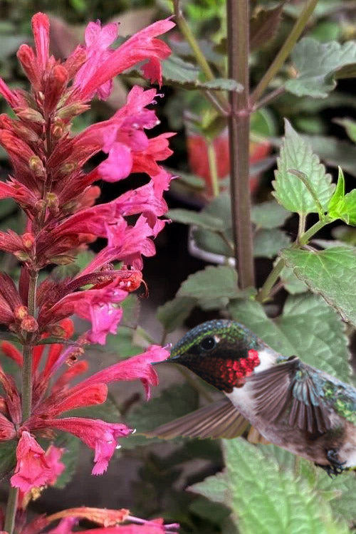  Morello Agastache (Hummingbird Mint) - 1 Gallon Pot