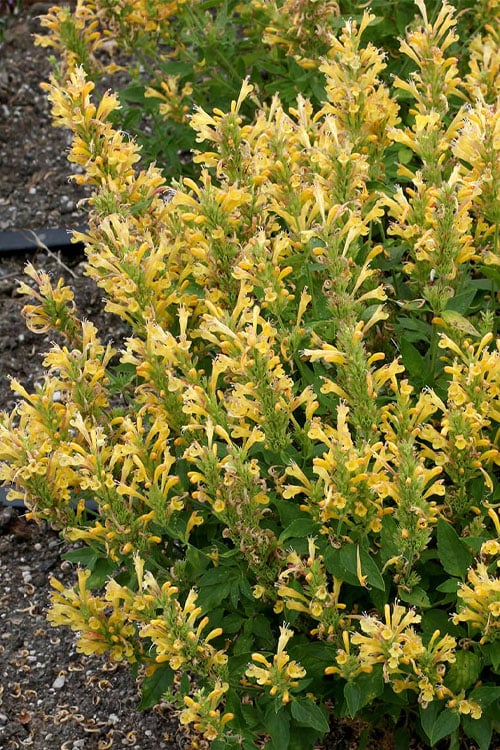  Poquito Butter Yellow Agastache (Hummingbird Mint) - 1 Gallon Pot