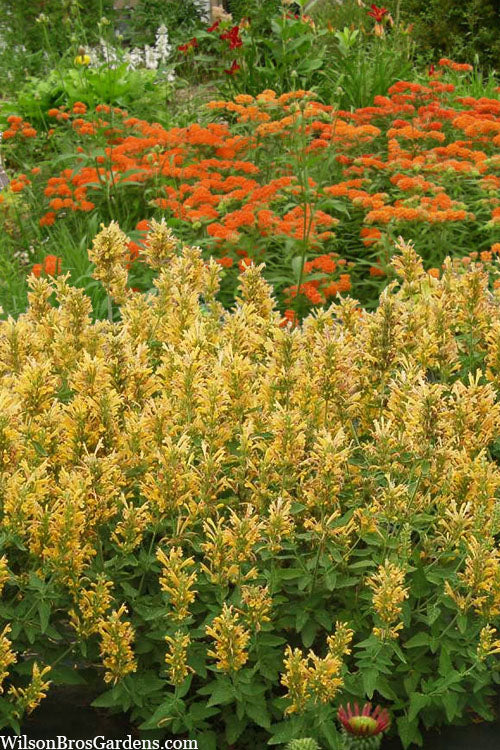  Poquito Butter Yellow Agastache (Hummingbird Mint) - 1 Gallon Pot