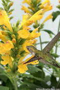  Poquito Butter Yellow Agastache (Hummingbird Mint) - 1 Gallon Pot