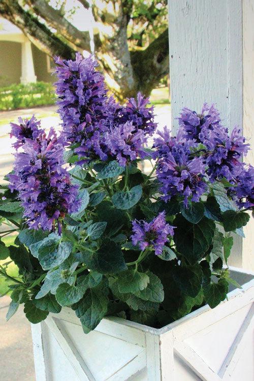 Poquito Dark Blue Agastache (Hummingbird Mint) - 1 Gallon Pot