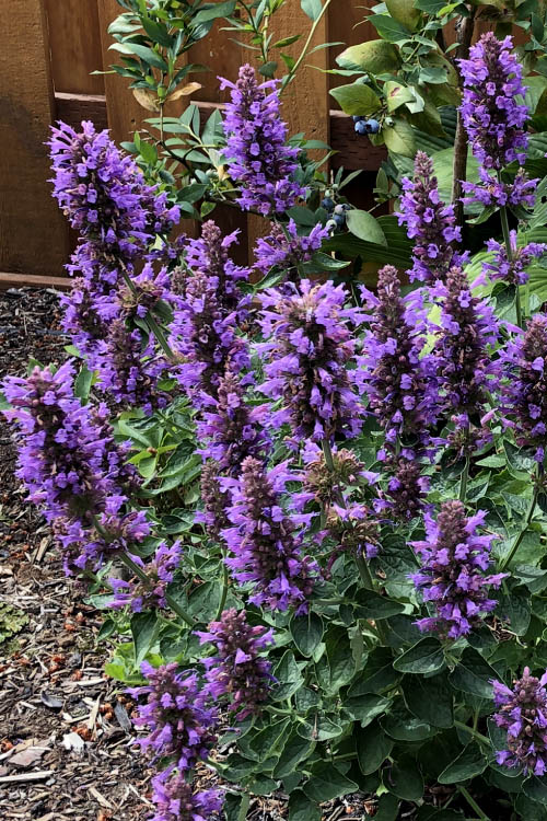  Poquito Dark Blue Agastache (Hummingbird Mint) - 1 Gallon Pot