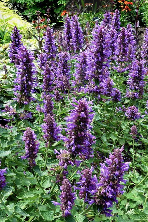 Poquito Dark Blue Agastache (Hummingbird Mint) - 1 Gallon Pot